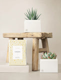 Succulents in gift box. - Image 