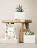 Succulents in gift box. - Image 