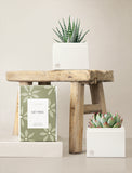 Succulents in gift box. - Image 