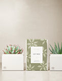 Succulents in gift box. - Image 