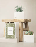 Succulents in gift box. - Image 