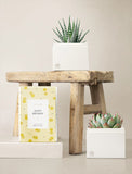 Succulents in gift box. - Image 