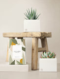 Succulents in gift box. - Image 