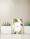 Succulents in gift box. - Image 