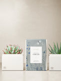 Succulents in gift box. - Image 