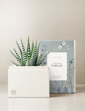 Succulents in gift box. - Image 