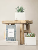 Succulents in gift box. - Image 