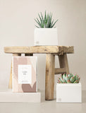 Succulents in gift box. - Image 