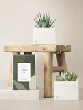 Succulents in gift box. - Image 