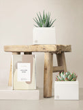 Succulents in gift box. - Image 