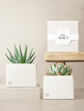 Succulents in gift box. - Image 