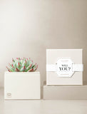 Succulents in gift box. - Image 