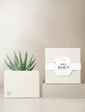 Succulents in gift box. - Image 