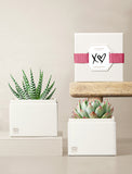 Succulents in gift box. - Image 