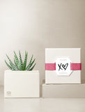 Succulents in gift box. - Image 