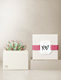Succulents in gift box. - Image 