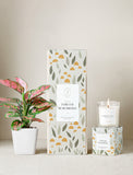 Plant next to gift box and candle. - Image 