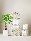 Plant next to gift box and candle. - Image 