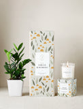 Plant next to gift box and candle. - Image 