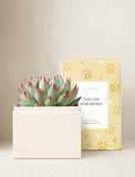 A small potted succulent in a cream-colored square planter box, placed in front of a pale yellow memorial box printed with gold paw prints and the text 'FUREVER REMEMBERED' and 'LULA'S GARDEN'. - Image 