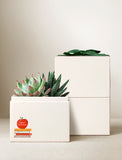 Succulents in gift box. - Image 