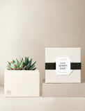 Succulents in gift box. - Image 