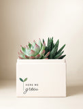Succulents in gift box. - Image 
