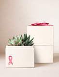 Succulents in gift box. - Image 