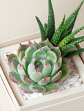 Succulents in gift box. - Image 