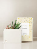 Succulents in gift box. - Image 