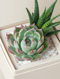 Succulents in gift box. - Image 