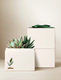 Succulents in gift box. - Image 
