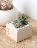 Succulents in gift box. - Image 