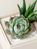 Succulents in gift box. - Image 
