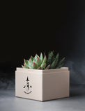 Succulents in gift box. - Image 