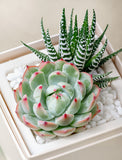 Succulents in gift box. - Image 