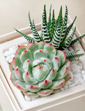 Succulents in gift box. - Image 
