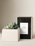 Succulents in gift box. - Image 