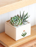 Succulents in gift box. - Image 