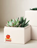Succulents in gift box. - Image 