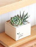 Succulents in gift box. - Image 