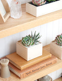 Succulents in gift box. - Image 