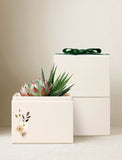 Succulents in gift box. - Image 