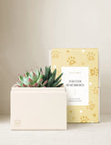 Succulents in gift box. - Image 