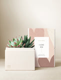 Succulents in gift box. - Image 