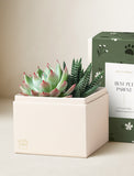 Succulents in gift box. - Image 