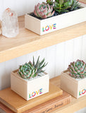 Succulents in gift box. - Image 