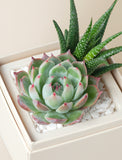Succulents in gift box. - Image 