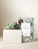 Succulents in gift box. - Image 