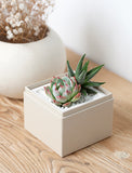 Succulents in gift box. - Image 